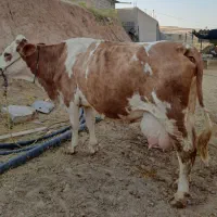 فروش گاو باب قصابی