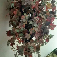 درخت بزرگ پاییزی.