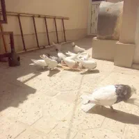 طوقی|پرنده|باقرشهر, |دیوار