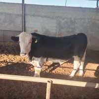 گوساله سیمینتال پروار|حیوانات مزرعه|نجفآباد, حومه نجف آباد|دیوار