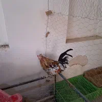فروش مرغ و خروس و جوجه بومی محلی