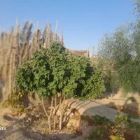 فروش باغ شهری محمودآباد میان جنگل فسا