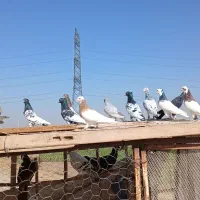 کفتر پرنده