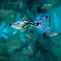 ماهی گوپی فقط نژاد دار ۱۵ عدد