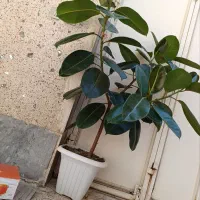 گل فیکوس طبیعی