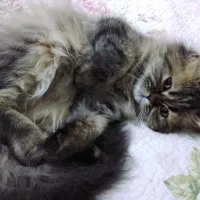 گربه میکس پرشین و بریتیش|گربه|تهران, شهرک کوهسار|دیوار