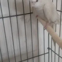 طوطی عروس هلندی آلبینو|پرنده|صدرا-فارس, فاز ۱|دیوار