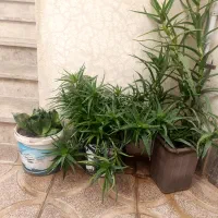 گل خانگی|گل و گیاه طبیعی|کرمانشاه, |دیوار