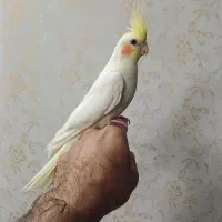 عروس هلندی