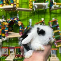 خرگوش مینی لوپ