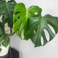 گل های طبیعی دونه ای۵۰۰