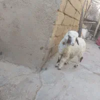 اسفند یا بره نر و ماده برای فروش|حیوانات مزرعه|رامشیر, |دیوار