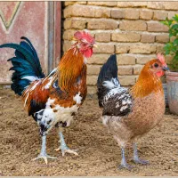 گلین لری +تخم‌ نطفه دار جوجه + مرغ رسمی و بوقلمون