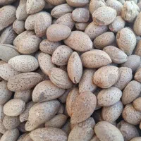 فروش بادوم درشت تازه|خوردنی و آشامیدنی|شیراز, آزادی|دیوار