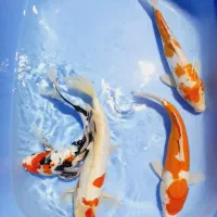 ماهی زیبای برکه و اکواریم کوی