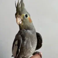 عروس هلندی ماده