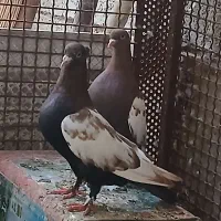 فروش کبوتر