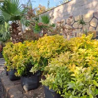 فروش پالم یوکا یاس نخل گیاهان زینتی بدون واسطه|خدمات باغبانی و درختکاری|تهران, سعادت‌آباد|دیوار