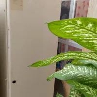 لوازم خانگی