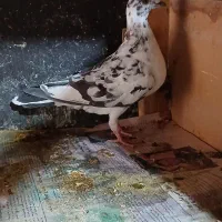 کفتر|پرنده|نهاوند, |دیوار