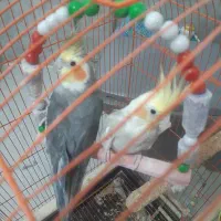 عروس هلندی جفت