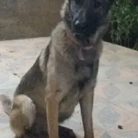 ژرمن ورک ماده|سگ|سپیدان, |دیوار