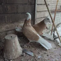 کبوترتهرانی|پرنده|خسروشاه, |دیوار