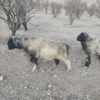 قوچ گله داری فروشی|حیوانات مزرعه|بلداجی, |دیوار