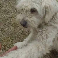 واگذاری رایگان