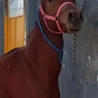 اسب دوسر مصری وارداتی