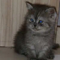 گربه اسکاتیش بریتیش|گربه|کرج, عظیمیه|دیوار