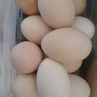 تخم مرغ محلی