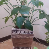 گل برگ انجیری فر بزرگ و یا عدد گل سینگونیوم|گل و گیاه طبیعی|شیراز, فرگاز|دیوار