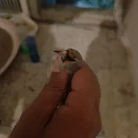 سهره وحش پاییزی دورگ|پرنده|شیراز, بالا کفت|دیوار