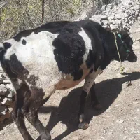 دو راس گاو داشتی|حیوانات مزرعه|پاوه, |دیوار