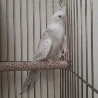 عروس هلندی ماده