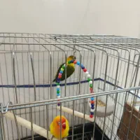 طوطی برزیلی