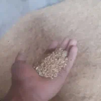 گندم رقم پیشگام