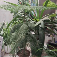 کاج مطبق سایز ۱/۵۰|گل و گیاه طبیعی|شاهرود, |دیوار