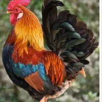 خرید و فروش مرغ و خروس