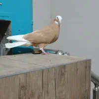 ۱میلیون|پرنده|سبزوار, قصبه شرقی|دیوار