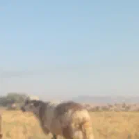 قوچ پلنگی افشاری ۲/۵ساله