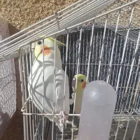 عروس هلندی لوتینو ،یکساله|پرنده|دامغان, |دیوار