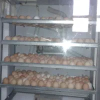 دستگاه جوجه کشی