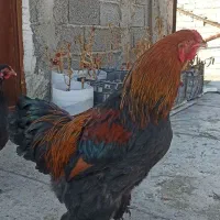۲عدد خروس برهما اصل ابریشمی دونی ۳ تومان