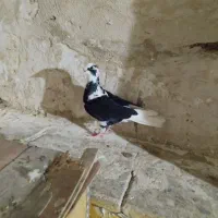هفت عدد کفتر|پرنده|شیراز, گود عربان|دیوار