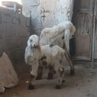 فروش فوری میش و بره، زیر قیمت