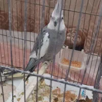 عروس هلندی جفت