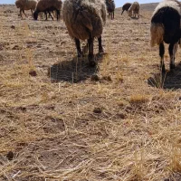 قورچ|حیوانات مزرعه|الیگودرز, |دیوار