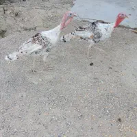 دو عدد بوقلمون نر ۱۱ ماهه